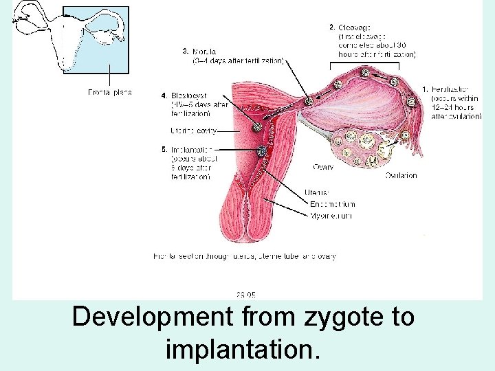Development from zygote to implantation. 