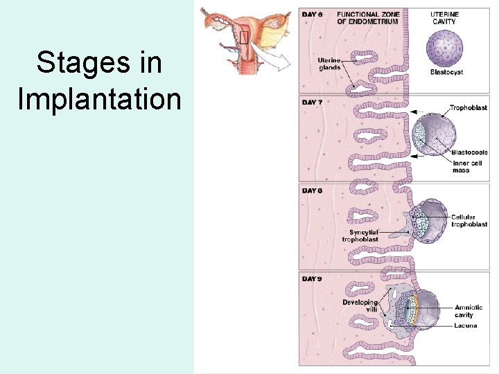 Stages in Implantation Figure 29– 3 