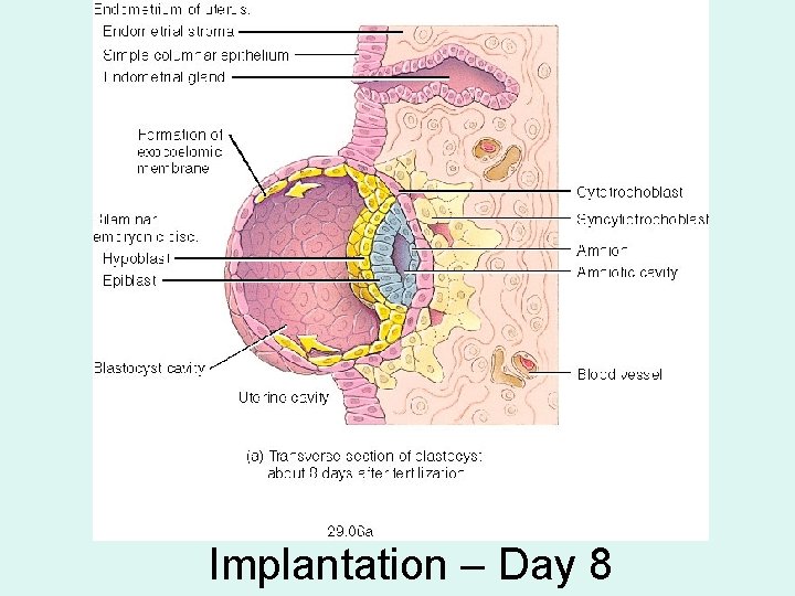Implantation – Day 8 Implantation – Day 8