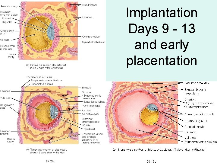 Implantation Days 9 - 13 and early placentation 