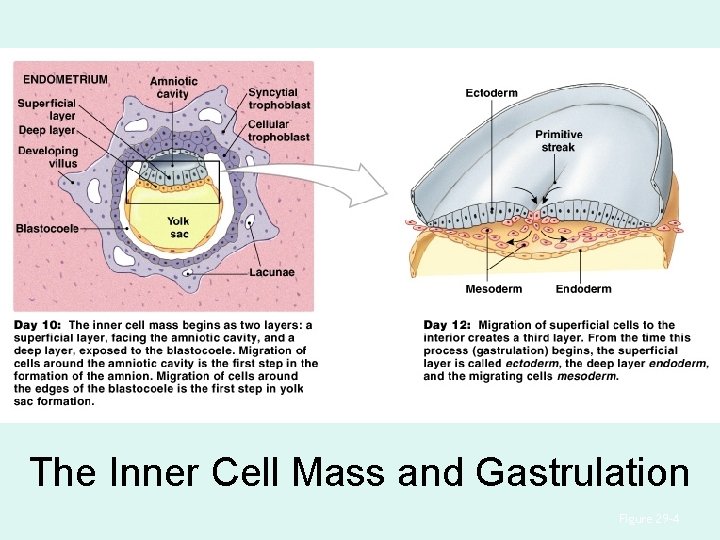 The Inner Cell Mass and Gastrulation Figure 29– 4 