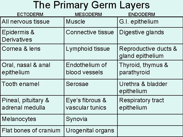 The Primary Germ Layers ECTODERM MESODERM ENDODERM All nervous tissue Muscle Epidermis & Derivatives
