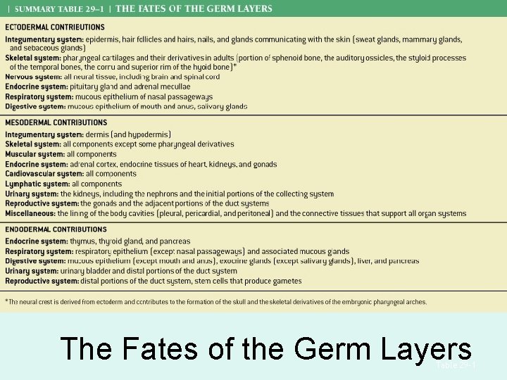 The Fates of the Germ Layers Table 29– 1 