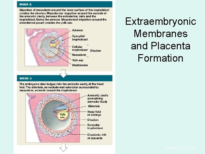 Extraembryonic Membranes and Placenta Formation Figure 29– 5 (1 of 3) 