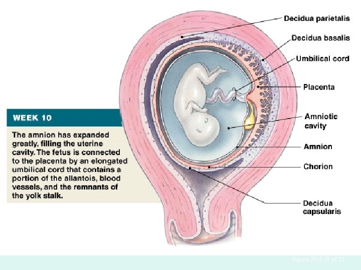 Placenta Formation Figure 29– 5 (3 of 3) 