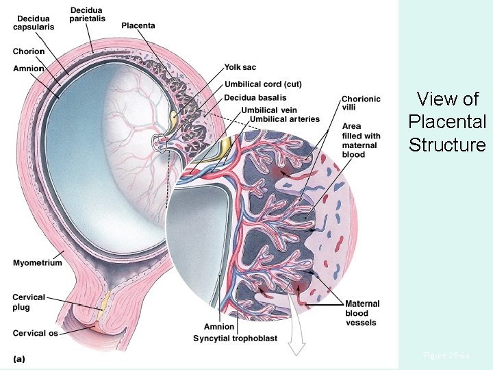 View of Placental Structure Figure 29– 6 a 