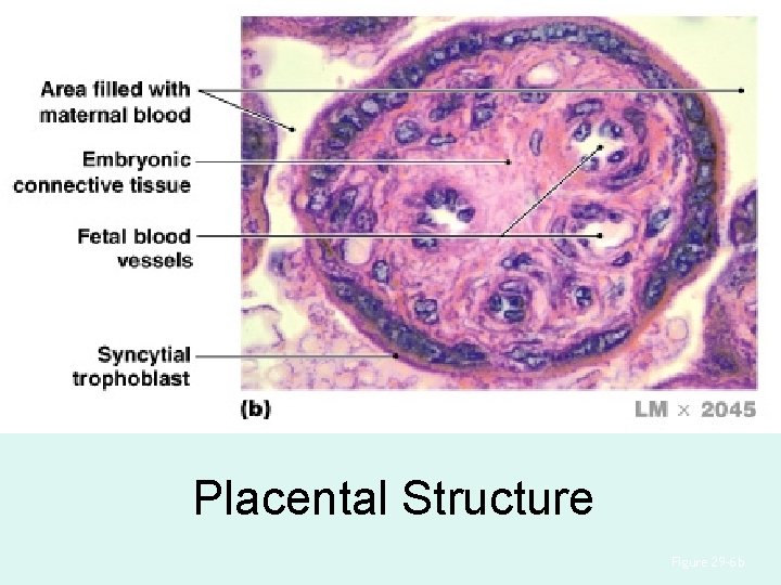 Placental Structure Figure 29– 6 b 