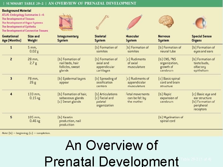 An Overview of Prenatal Development Table 29– 2 (1 of 4) 