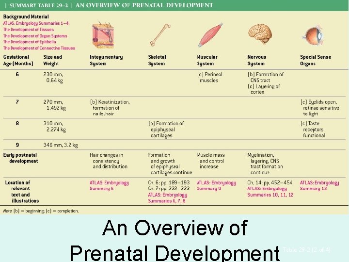 An Overview of Prenatal Development Table 29– 2 (2 of 4) 