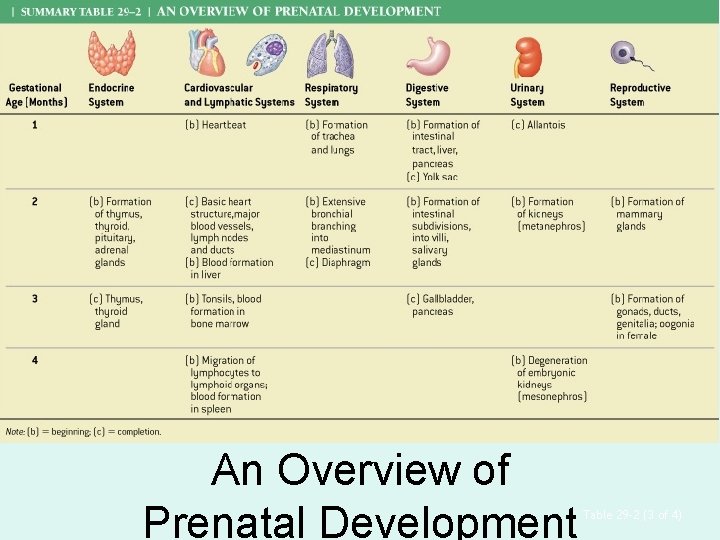 An Overview of Prenatal Development Table 29– 2 (3 of 4) 