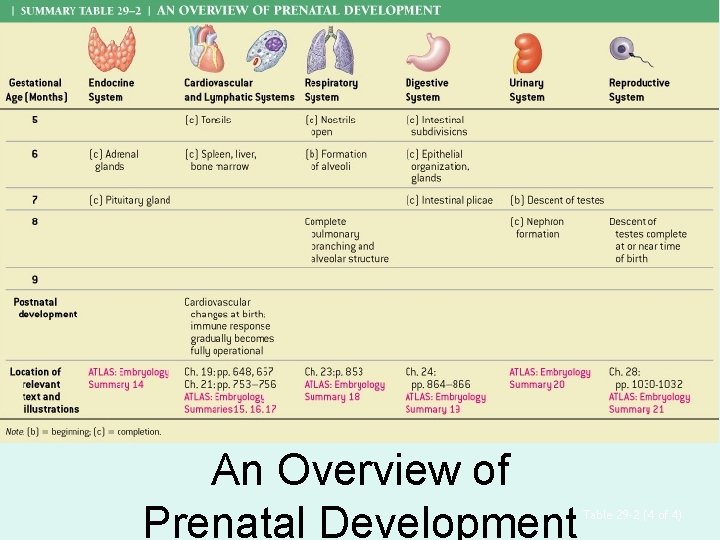 An Overview of Prenatal Development Table 29– 2 (4 of 4) 