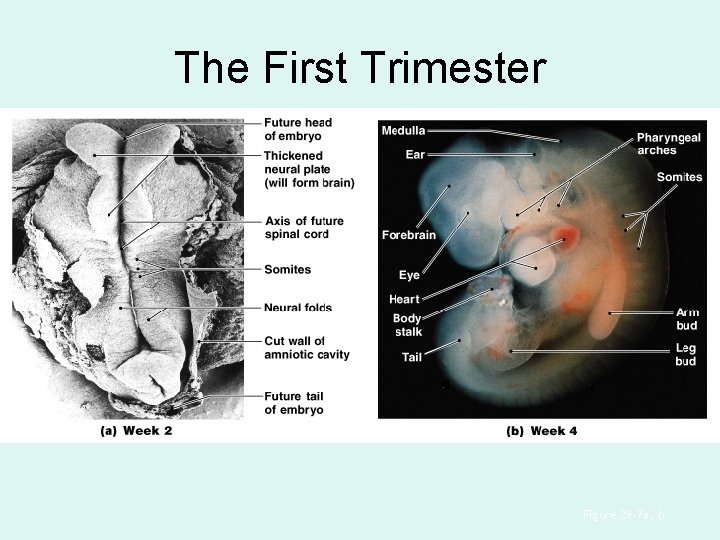 The First Trimester Figure 29– 7 a, b 