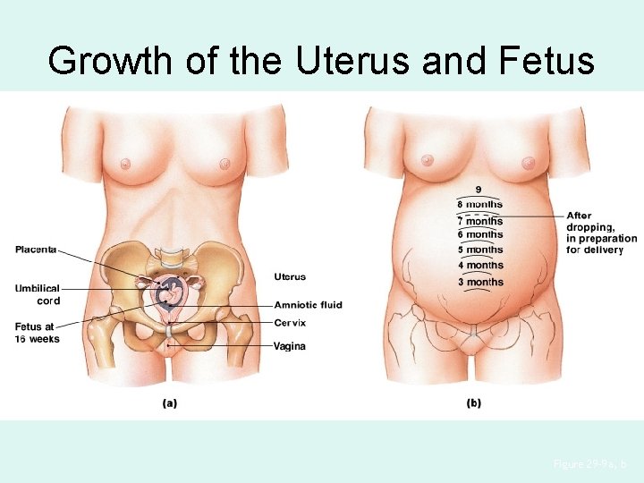 Growth of the Uterus and Fetus Figure 29– 9 a, b 