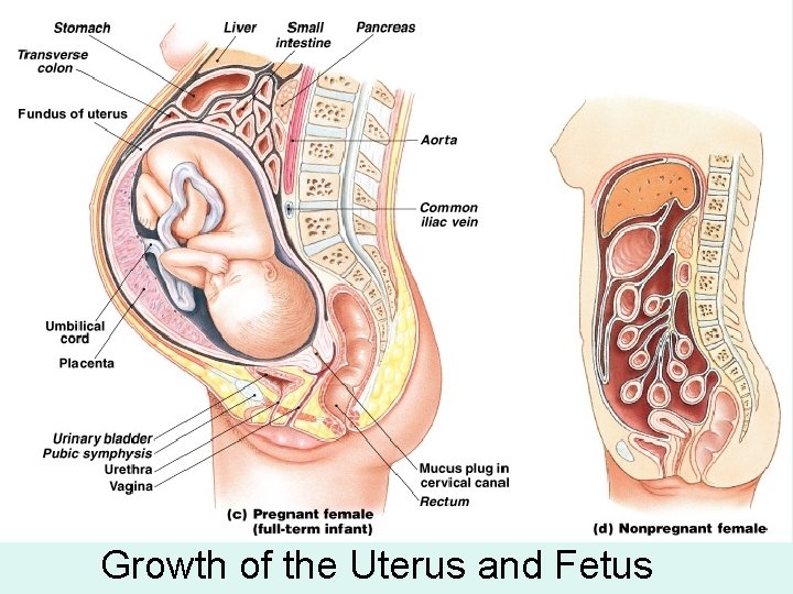 Growth of the Uterus and Fetus 