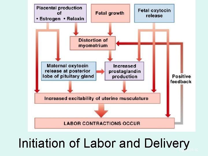 Initiation of Labor and Delivery Figure 29– 10 