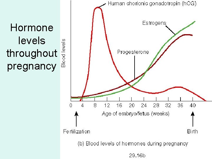 Hormone levels throughout pregnancy 