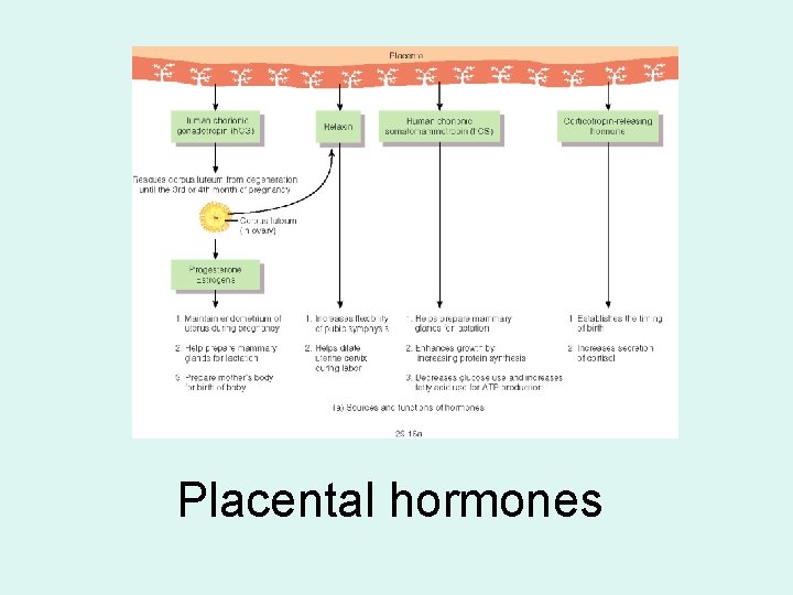 Placental hormones 