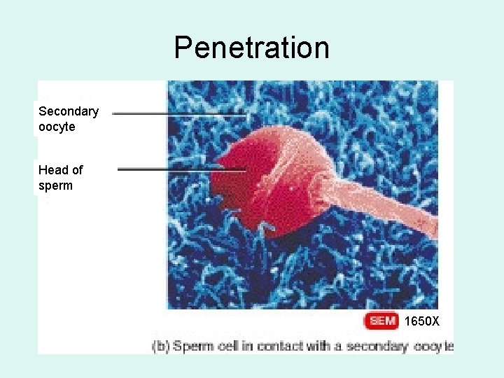 Penetration Secondary oocyte Head of sperm 1650 X 