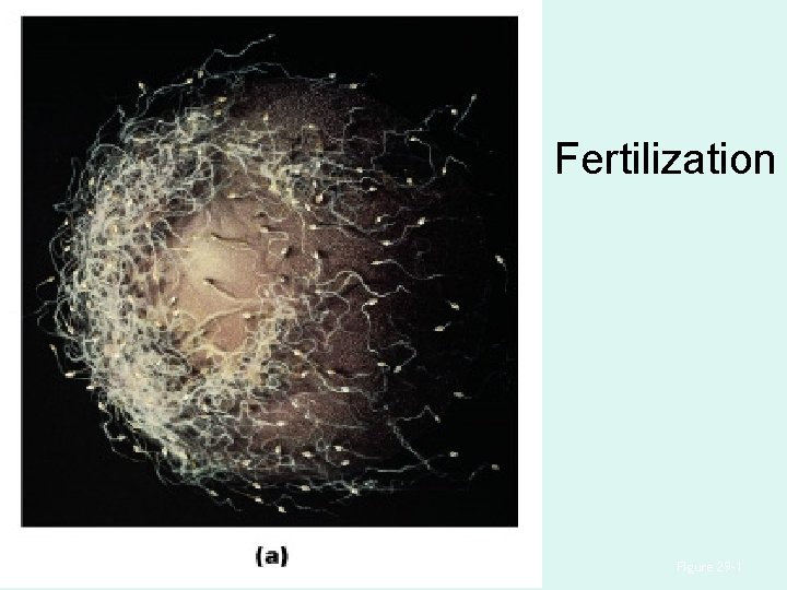 Fertilization Figure 29– 1 