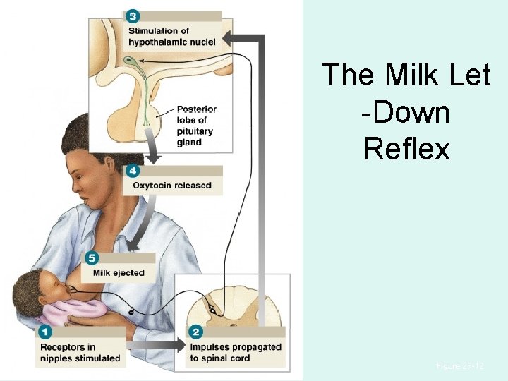 The Milk Let -Down Reflex Figure 29– 12 
