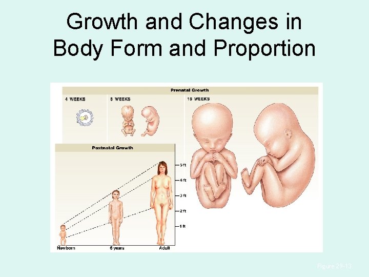 Growth and Changes in Body Form and Proportion Figure 29– 13 