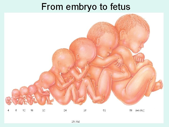 From embryo to fetus 