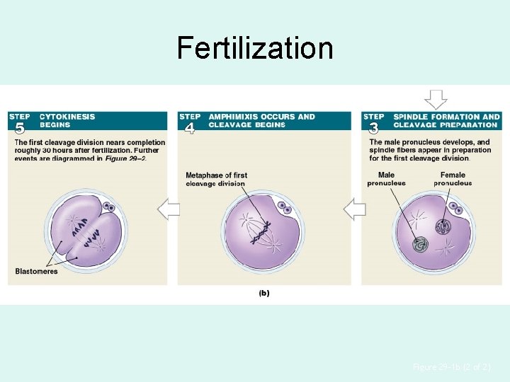 Fertilization Figure 29– 1 b (2 of 2) 