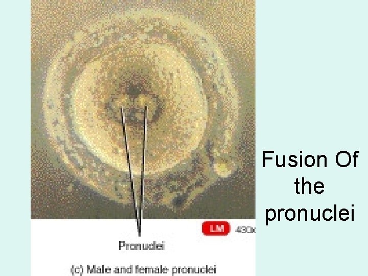 Fusion Of the pronuclei 