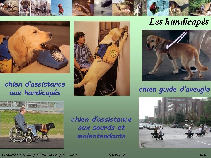 Les handicapés chien d’assistance aux handicapés chien guide d’aveugle chien d’assistance aux sourds et