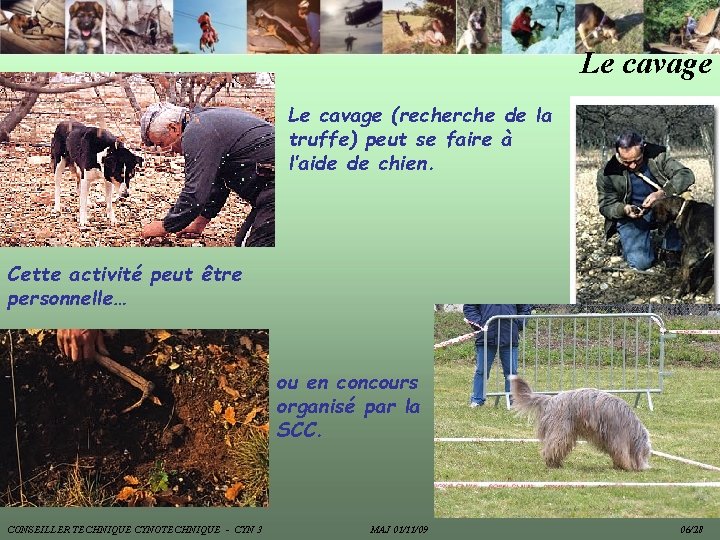 Le cavage (recherche de la truffe) peut se faire à l’aide de chien. Cette