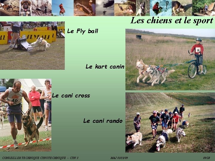 Les chiens et le sport Le Fly ball Le kart canin Le cani cross