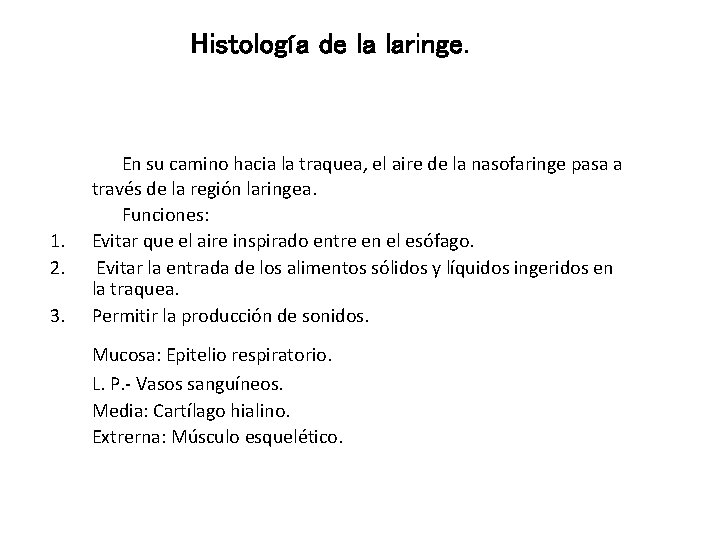 Histología de la laringe. 1. 2. 3. En su camino hacia la traquea, el