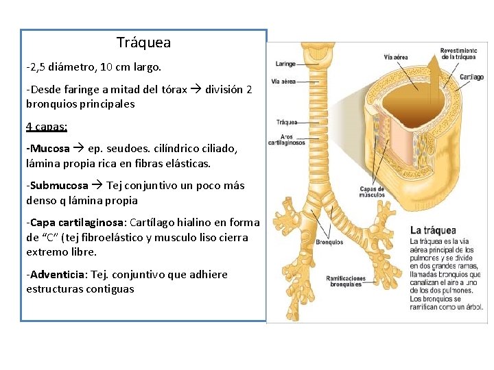 Tráquea -2, 5 diámetro, 10 cm largo. -Desde faringe a mitad del tórax división