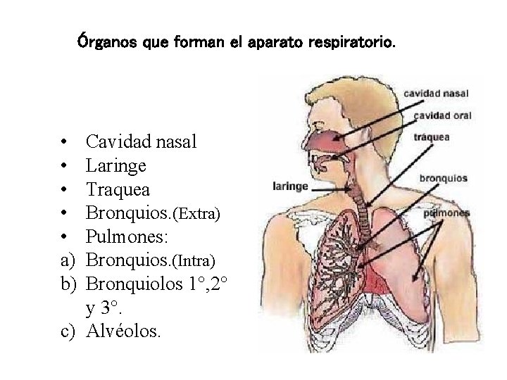 Órganos que forman el aparato respiratorio. • • • a) b) Cavidad nasal Laringe