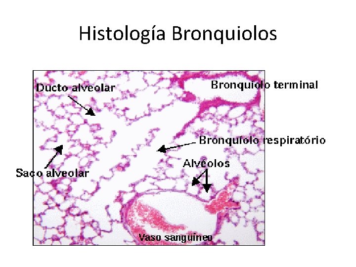 Histología Bronquiolos 