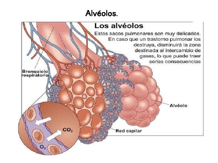 Alvéolos. 