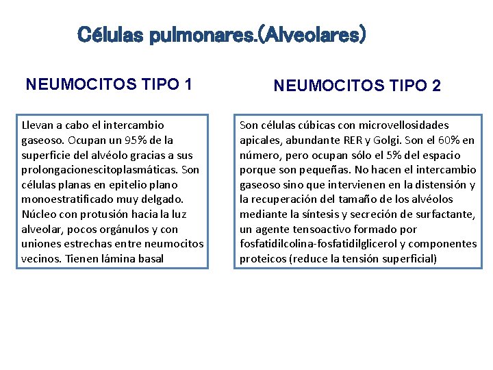 Células pulmonares. (Alveolares) NEUMOCITOS TIPO 1 Llevan a cabo el intercambio . gaseoso. Ocupan