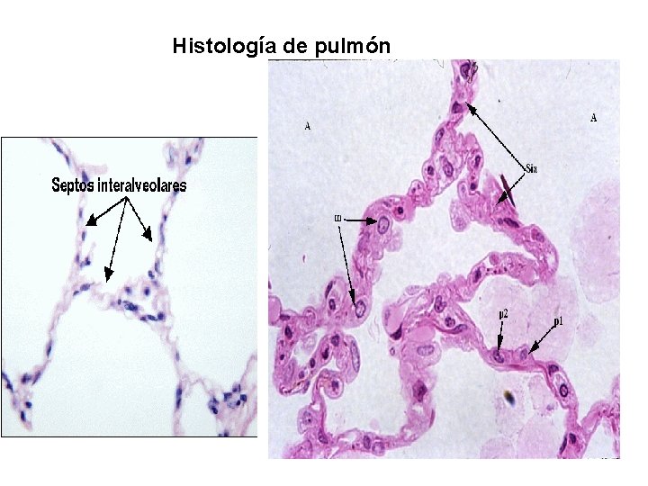 Histología de pulmón 