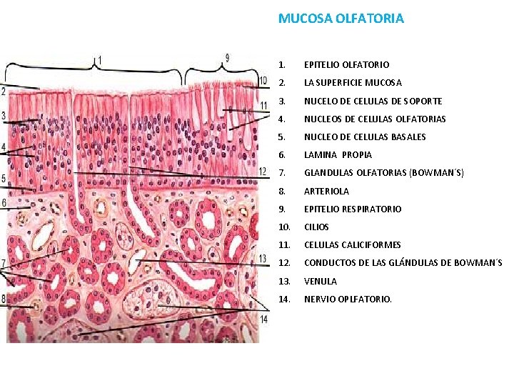 MUCOSA OLFATORIA 1. EPITELIO OLFATORIO 2. LA SUPERFICIE MUCOSA 3. NUCELO DE CELULAS DE