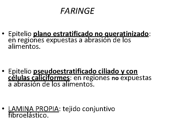 FARINGE • Epitelio plano estratificado no queratinizado: en regiones expuestas a abrasión de los