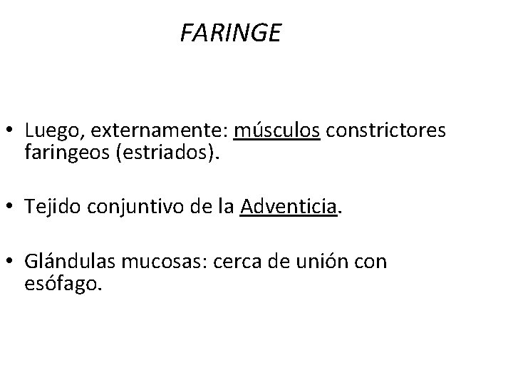 FARINGE • Luego, externamente: músculos constrictores faringeos (estriados). • Tejido conjuntivo de la Adventicia.