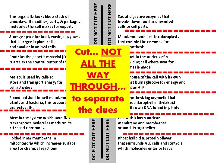  DO NOT CUT HERE Storage space for food, waste, enzymes, that is larger