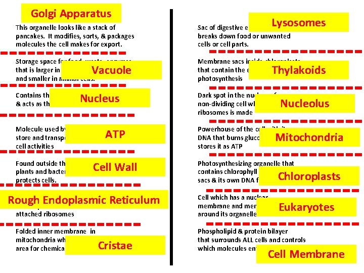 Golgi Apparatus Lysosomes This organelle looks like a stack of pancakes. It modifies, sorts,