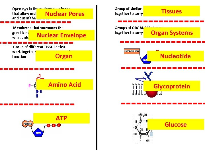 Openings in the nuclear membrane that allow molecules to pass in and out of