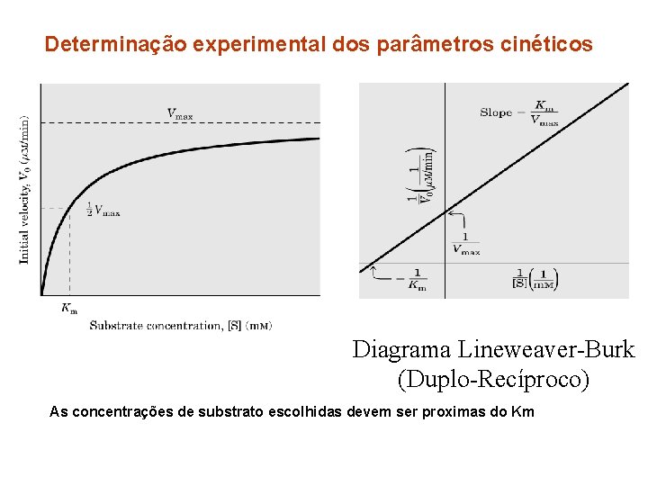 Determinação experimental dos parâmetros cinéticos Diagrama Lineweaver-Burk (Duplo-Recíproco) As concentrações de substrato escolhidas devem