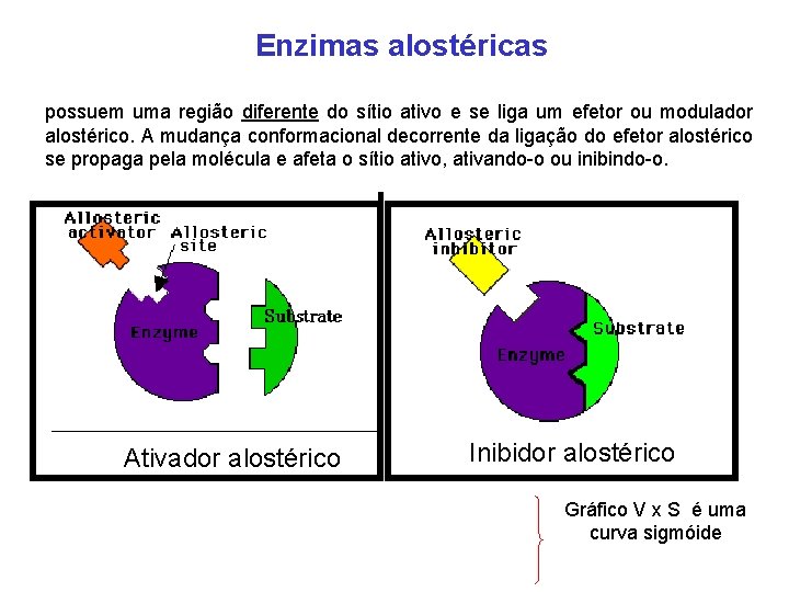 Enzimas alostéricas possuem uma região diferente do sítio ativo e se liga um efetor