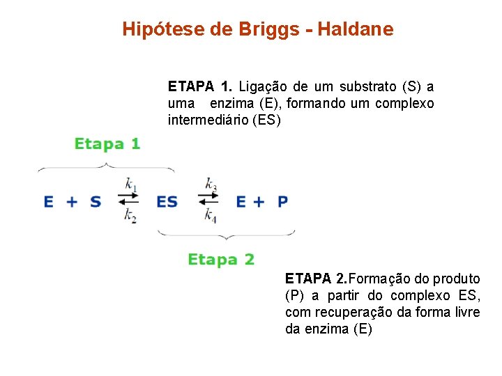 Hipótese de Briggs - Haldane ETAPA 1. Ligação de um substrato (S) a uma