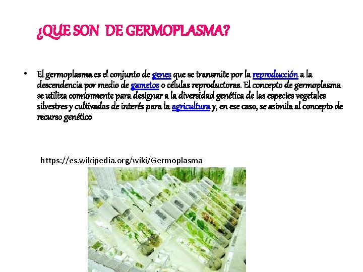 ¿QUE SON DE GERMOPLASMA? • El germoplasma es el conjunto de genes que se