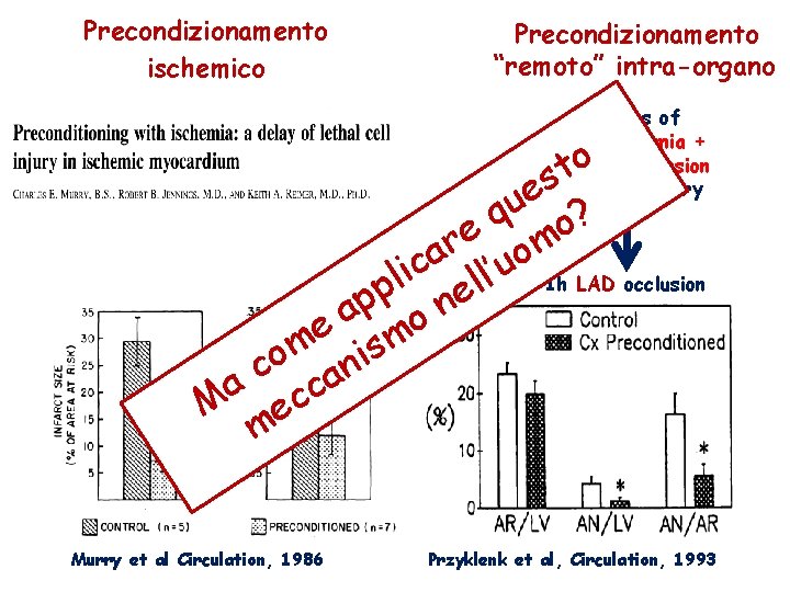 Precondizionamento ischemico Precondizionamento “remoto” intra-organo 4 cycles of 5 min ischemia + 5 min