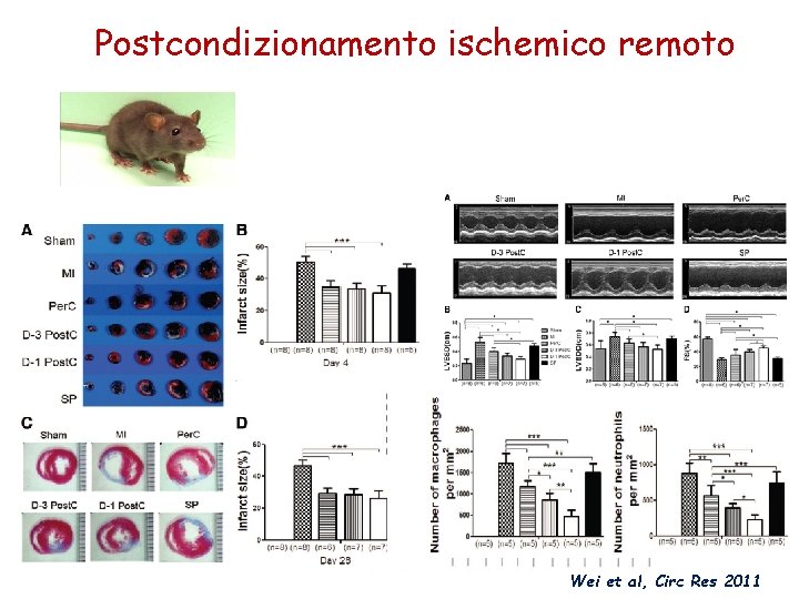 Postcondizionamento ischemico remoto Wei et al, Circ Res 2011 